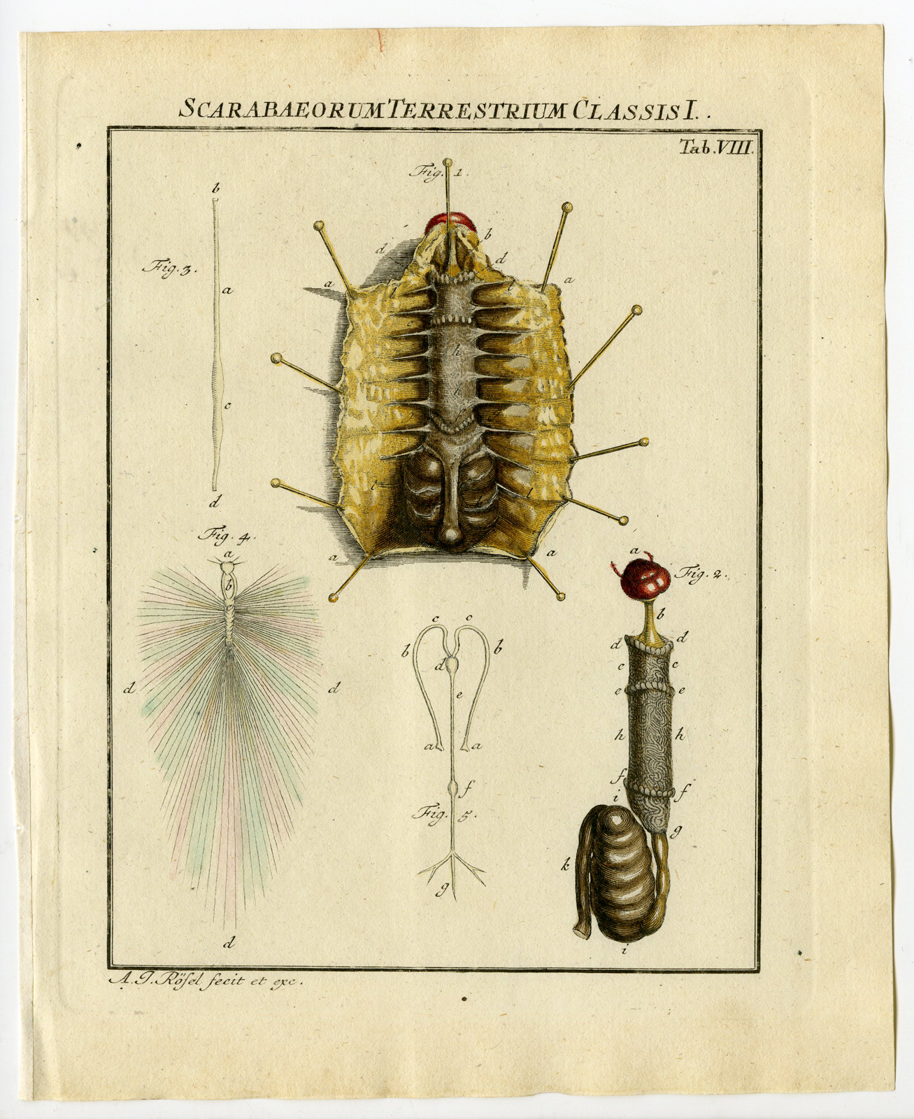 , Antique Print-LARVA-INTENSTINES-BEETLE-TAB: VIII-Rosel von Rosenhof-1765, Pictura Antique Prints