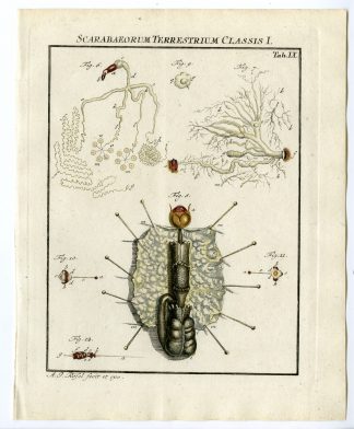 Antique Print-LARVA-INTENSTINES-BEETLE-TAB: IX-Rosel von Rosenhof-1765