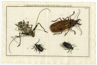 Antique Print-BEETLE SPECIES-INSECTS-TAB: I-Rosel von Rosenhof-1765