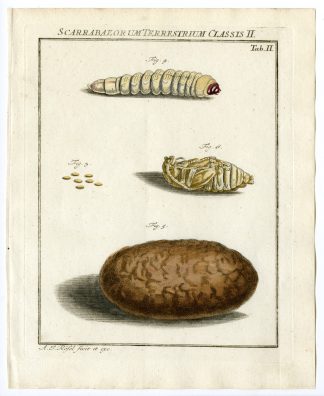 Antique Print-BEETLE SPECIES-LARVAE-TAB: II-Rosel von Rosenhof-1765