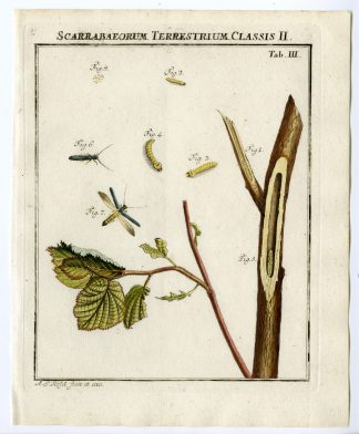 Antique Print-BEETLE SPECIES-LARVAE-TAB: III-Rosel von Rosenhof-1765