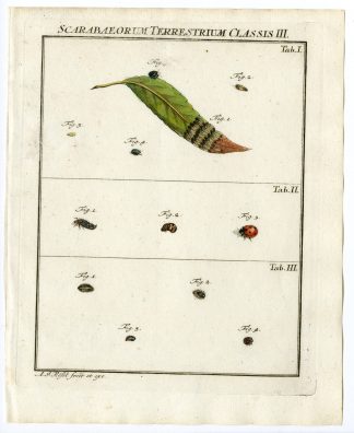 Antique Print-BEETLE SPECIES-LARVAE-TAB: I,II,III-Rosel von Rosenhof-1765