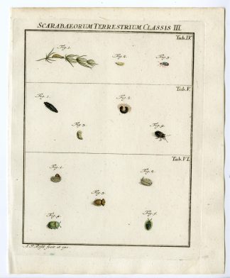 Antique Print-BEETLE SPECIES-LARVAE-TAB:IV,V,VI-Rosel von Rosenhof-1765