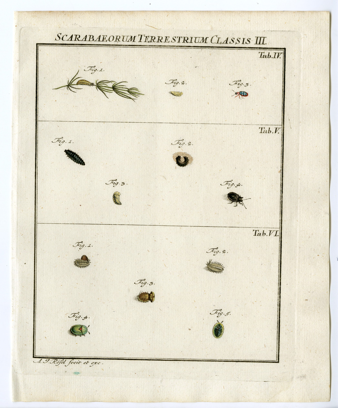 , Antique Print-BEETLE SPECIES-LARVAE-TAB:IV,V,VI-Rosel von Rosenhof-1765, Pictura Antique Prints