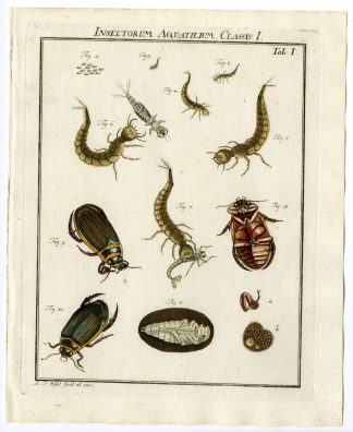 Antique Print-BEETLE SPECIES-AQUA-LARVAE-TAB: I-Rosel von Rosenhof-1765