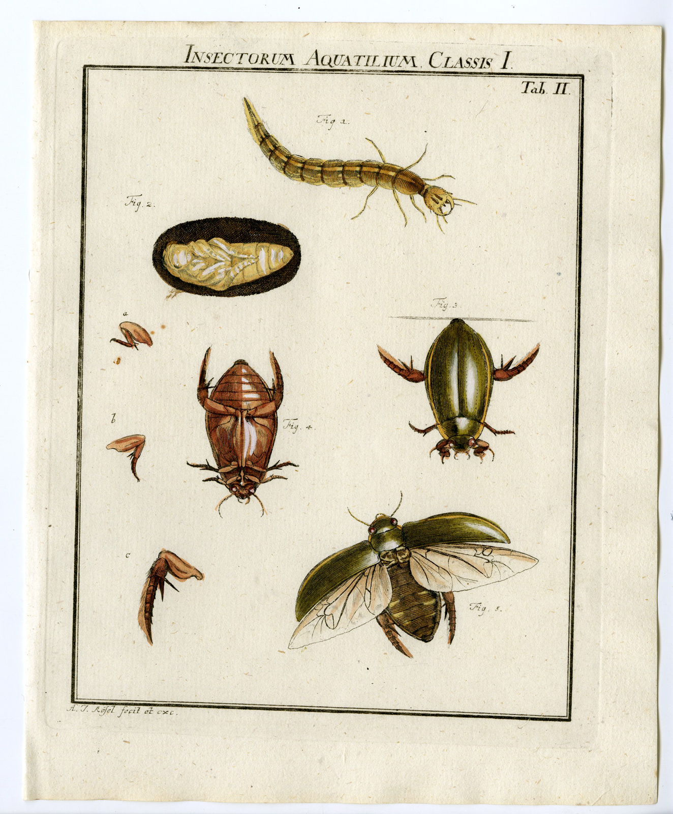, Antique Print-BEETLE SPECIES-AQUA-LARVAE-TAB: II-Rosel von Rosenhof-1765, Pictura Antique Prints