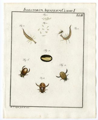 Antique Print-BEETLE SPECIES-AQUA-LARVAE-TAB: III-Rosel von Rosenhof-1765
