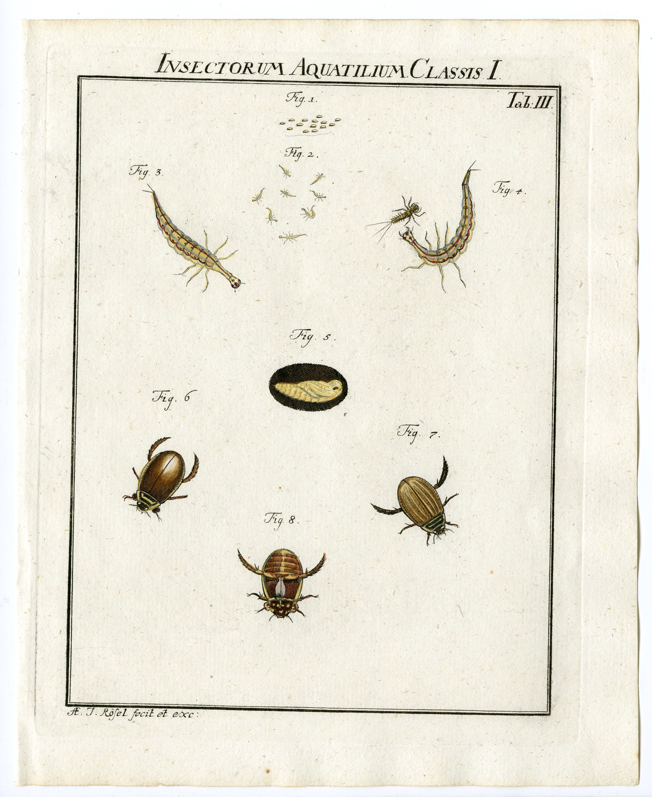 , Antique Print-BEETLE SPECIES-AQUA-LARVAE-TAB: III-Rosel von Rosenhof-1765, Pictura Antique Prints