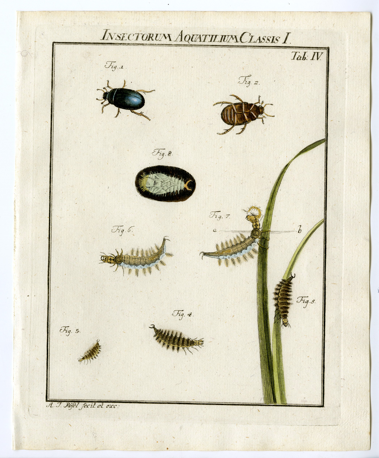 , Antique Print-BEETLE SPECIES-AQUA-LARVAE-TAB: IV-Rosel von Rosenhof-1765, Pictura Antique Prints
