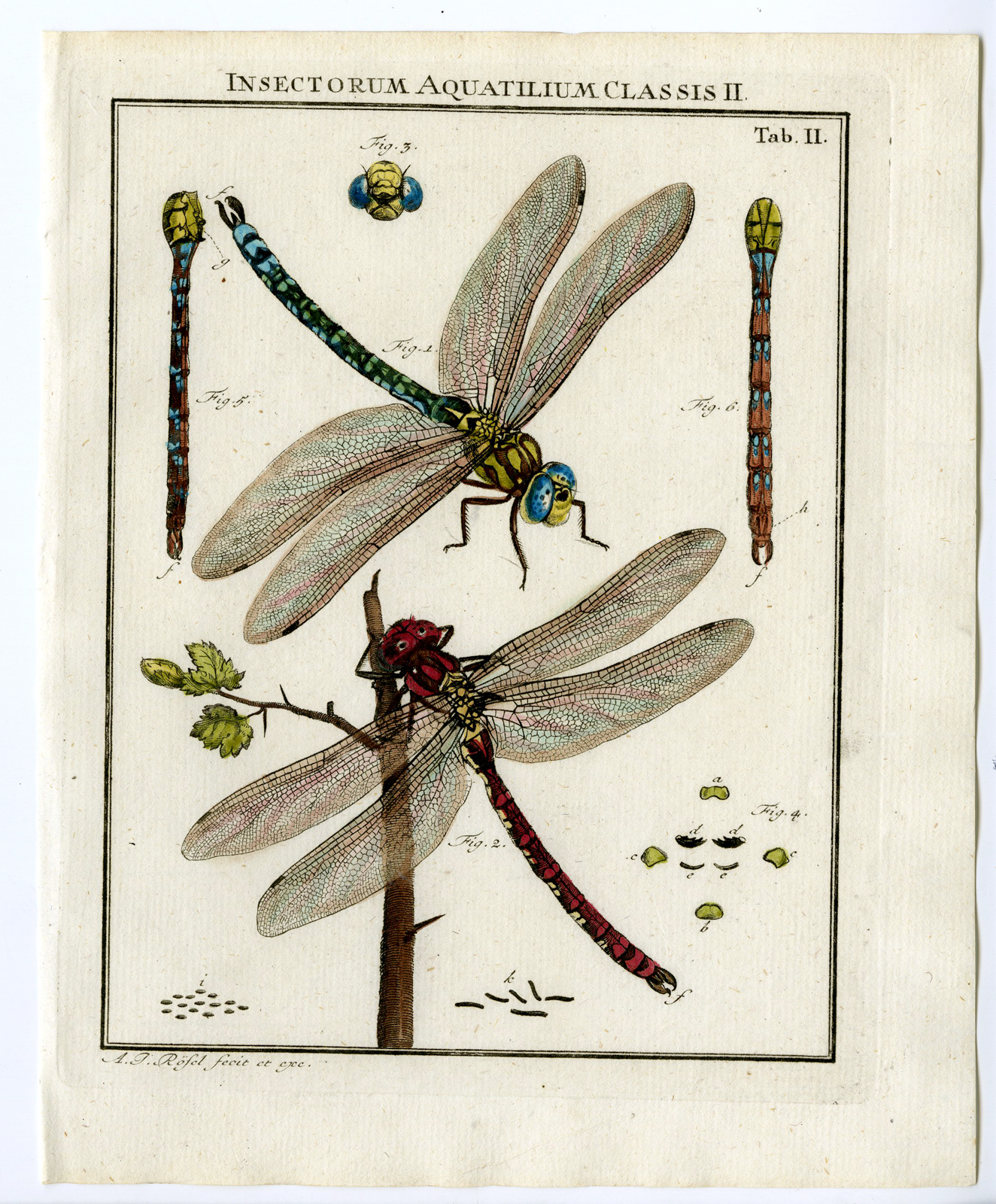 Antique Print-BLUE-RED-DRAGONFLY-INSECTS-TAB: II-Rosel von Rosenhof-1765