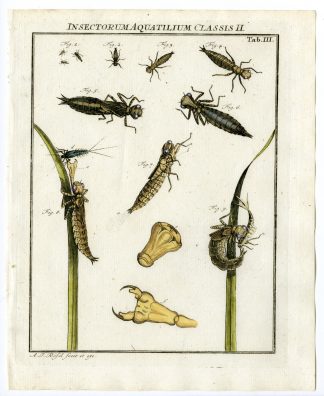 Antique Print-BROWN HAWKER-DRAGONFLY-TAB: III-Rosel von Rosenhof-1765