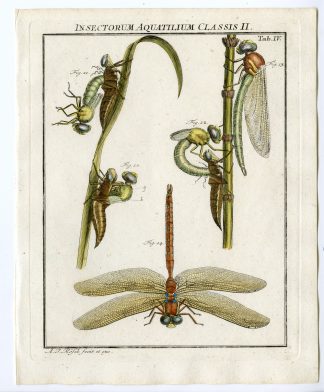 Antique Print-BROWN HAWKER-DRAGONFLY-TAB: IV-Rosel von Rosenhof-1765