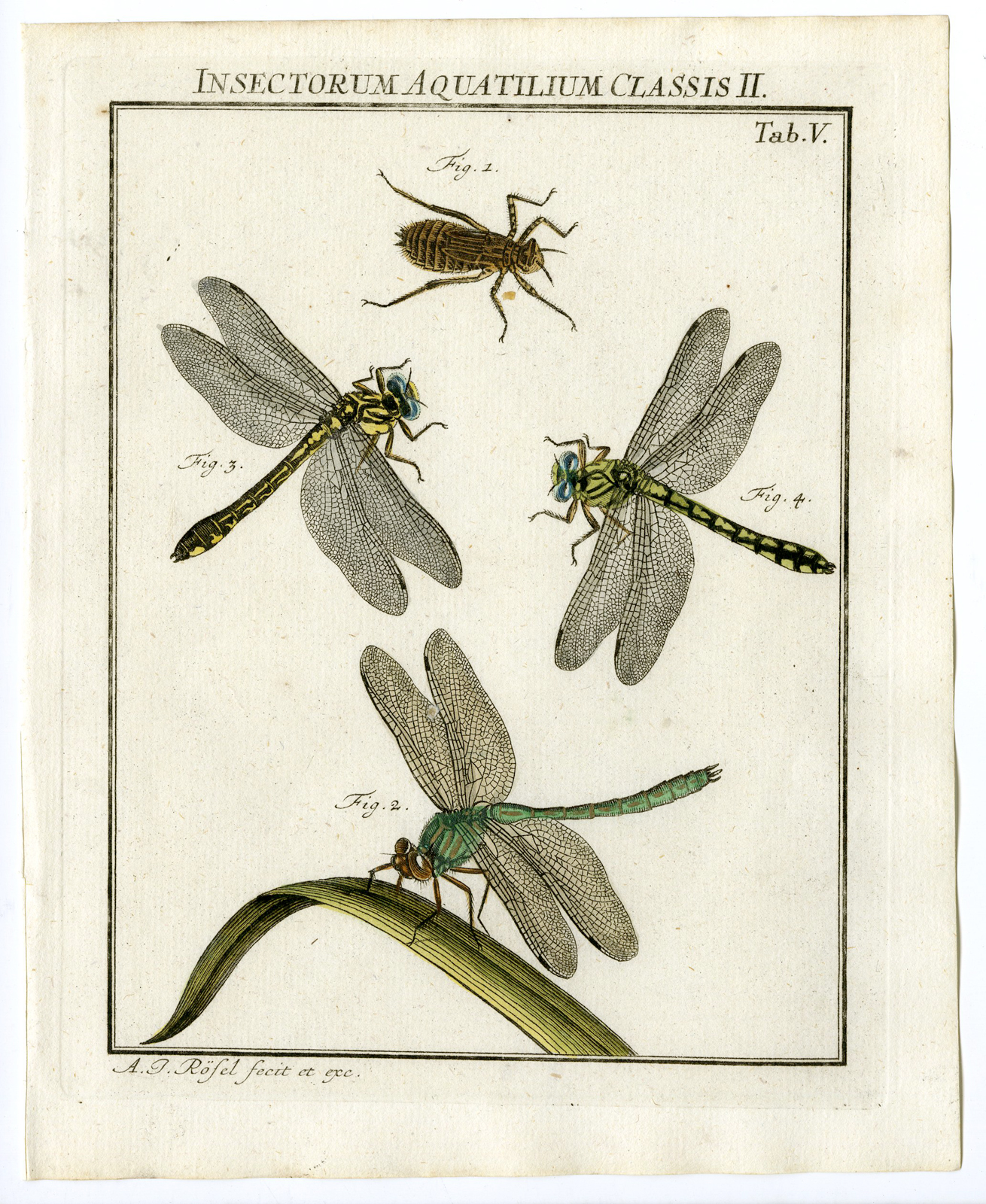 , Antique Print-GREEN-YELLOW-DRAGONFLY-TAB: V-Rosel von Rosenhof-1765, Pictura Antique Prints