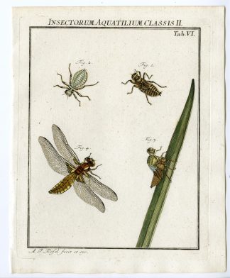 Antique Print-BROAD BODY CHASER-DRAGONFLY-TAB: VI-Rosel von Rosenhof-1765