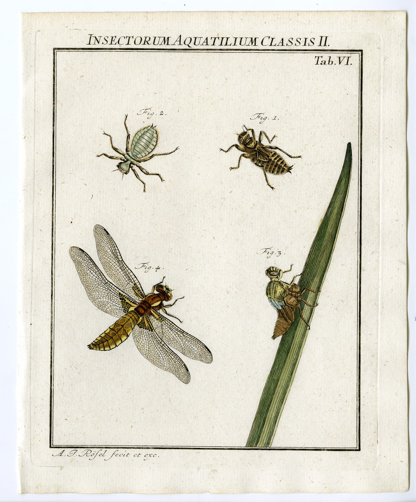 , Antique Print-BROAD BODY CHASER-DRAGONFLY-TAB: VI-Rosel von Rosenhof-1765, Pictura Antique Prints