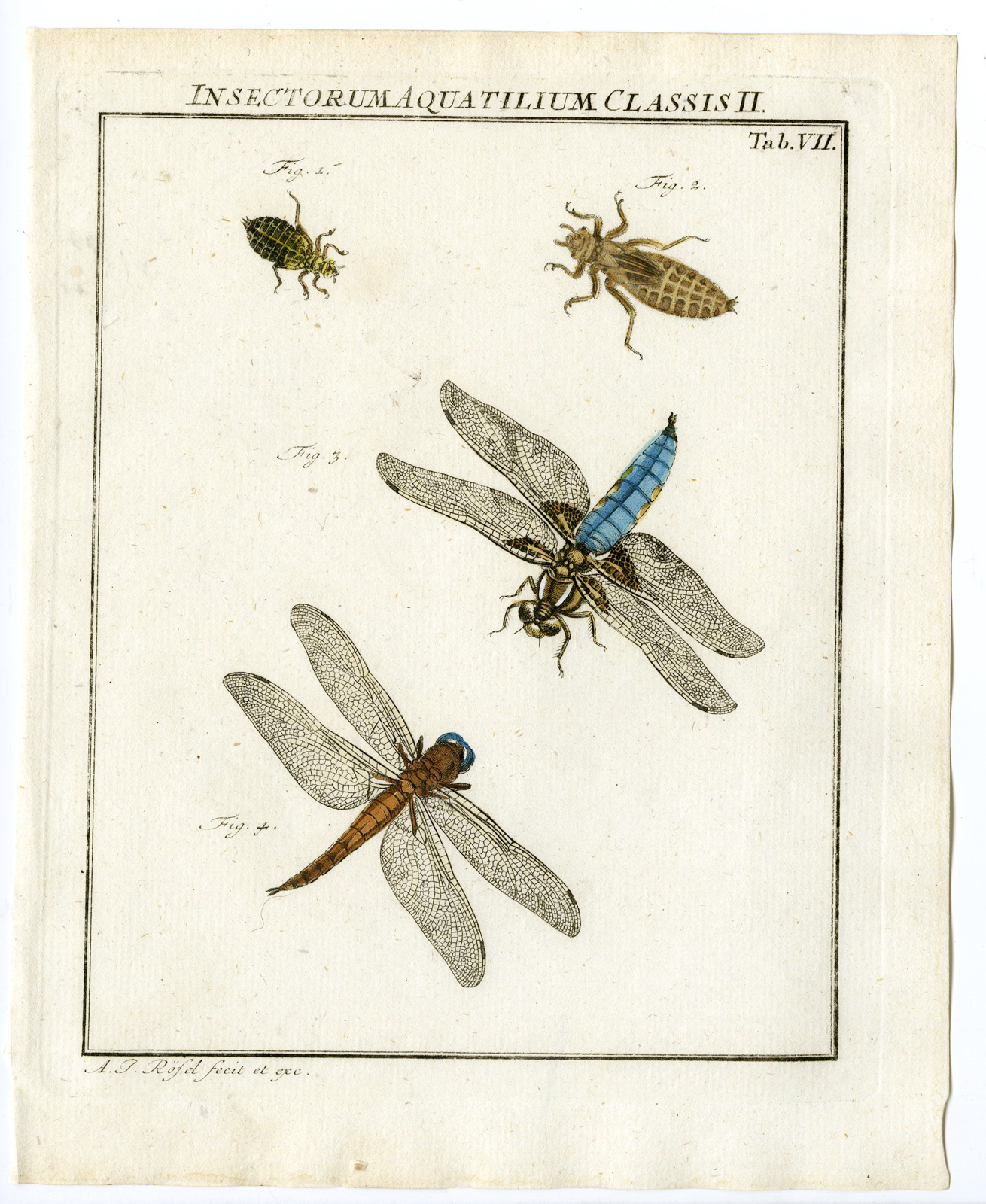 , Antique Print-BROAD BODY CHASER-DRAGONFLY-TAB: VII-Rosel von Rosenhof-1765, Pictura Antique Prints