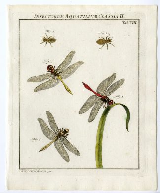 Antique Print-DRAGONFLY-WATERINSECT-TAB: VIII-Rosel von Rosenhof-1765