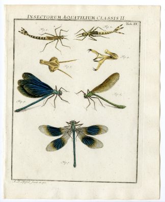 Antique Print-BEAUTIFUL DEMOISELLE-DRAGONFLY-TAB: IX-Rosel von Rosenhof-1765