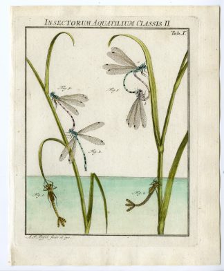 Antique Print-AZURE DAMSELFLY-DRAGONFLY-TAB: X-Rosel von Rosenhof-1765