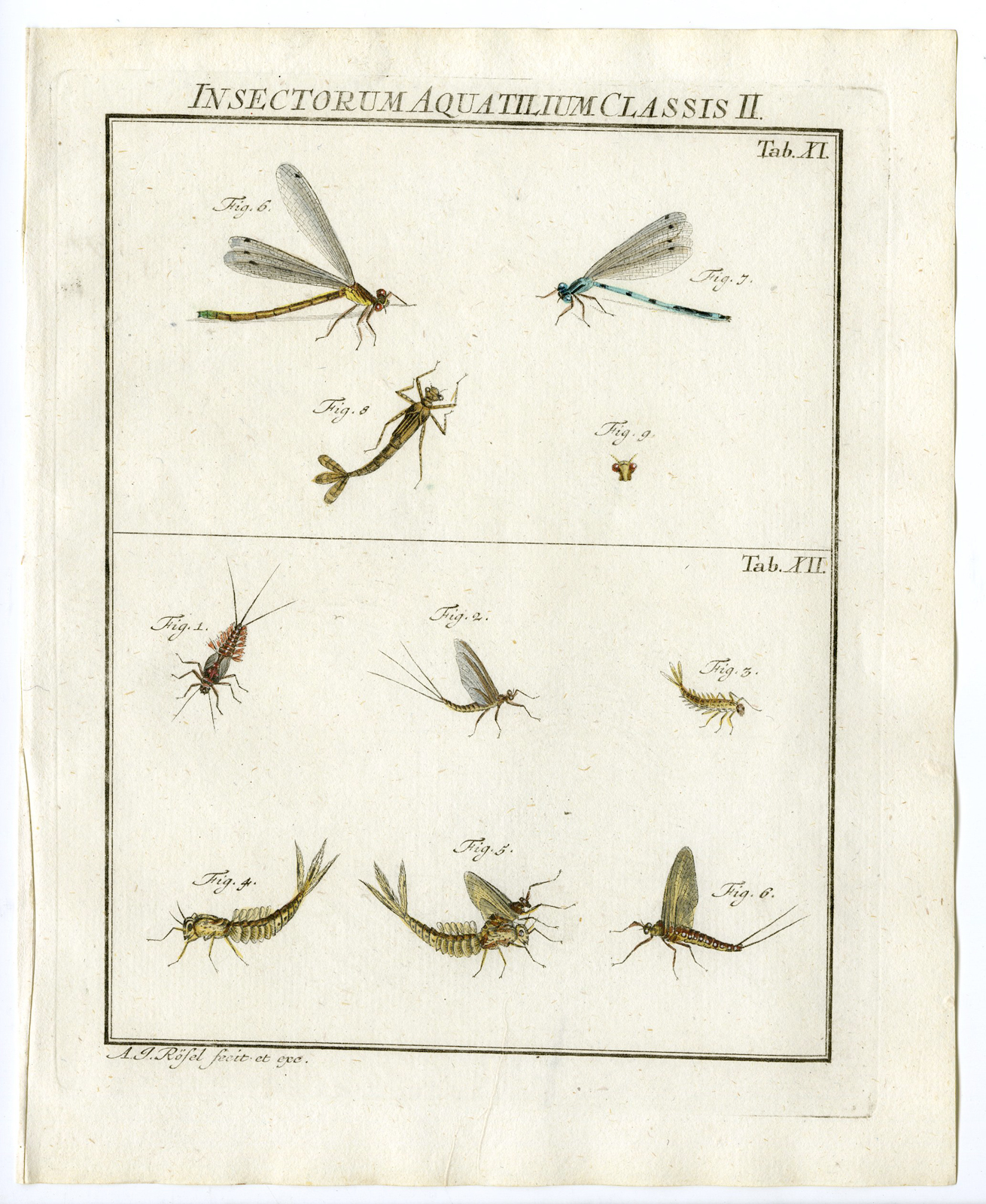 , Antique Print-DRAGONFLY-MAYFLY-INSECTS-TAB: X-Rosel von Rosenhof-1765, Pictura Antique Prints