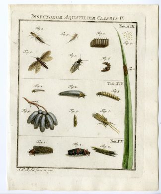 Antique Print-ALDERFLY-INSECTS-TAB: XIII,XIV,XV-Rosel von Rosenhof-1765