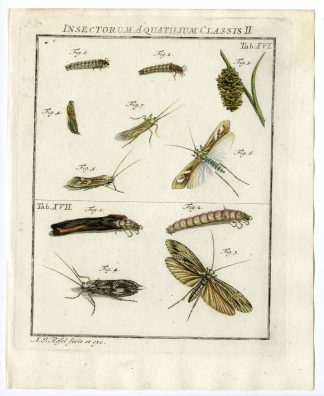 Antique Print-CADDISFLY-WATERINSECTS-TAB: XVI, XVII-Rosel von Rosenhof-1765