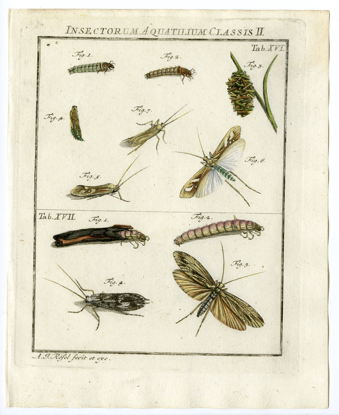 Pco 14873 416x508 Antique Print-CADDISFLY-WATERINSECTS-TAB: XVI, XVII-Rosel von Rosenhof-1765
