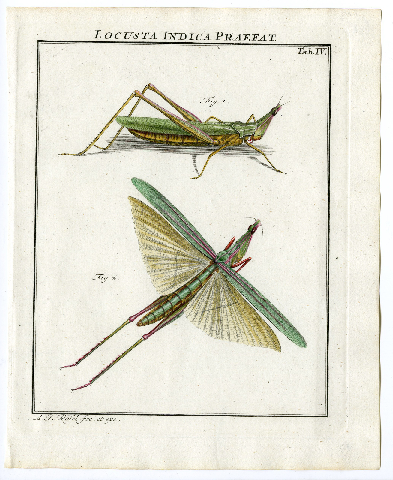 , Antique Print-GRASSHOPPER-TRUE-FOREIGN-INSECT-4-Rosel van Rosenhof-1765, Pictura Antique Prints