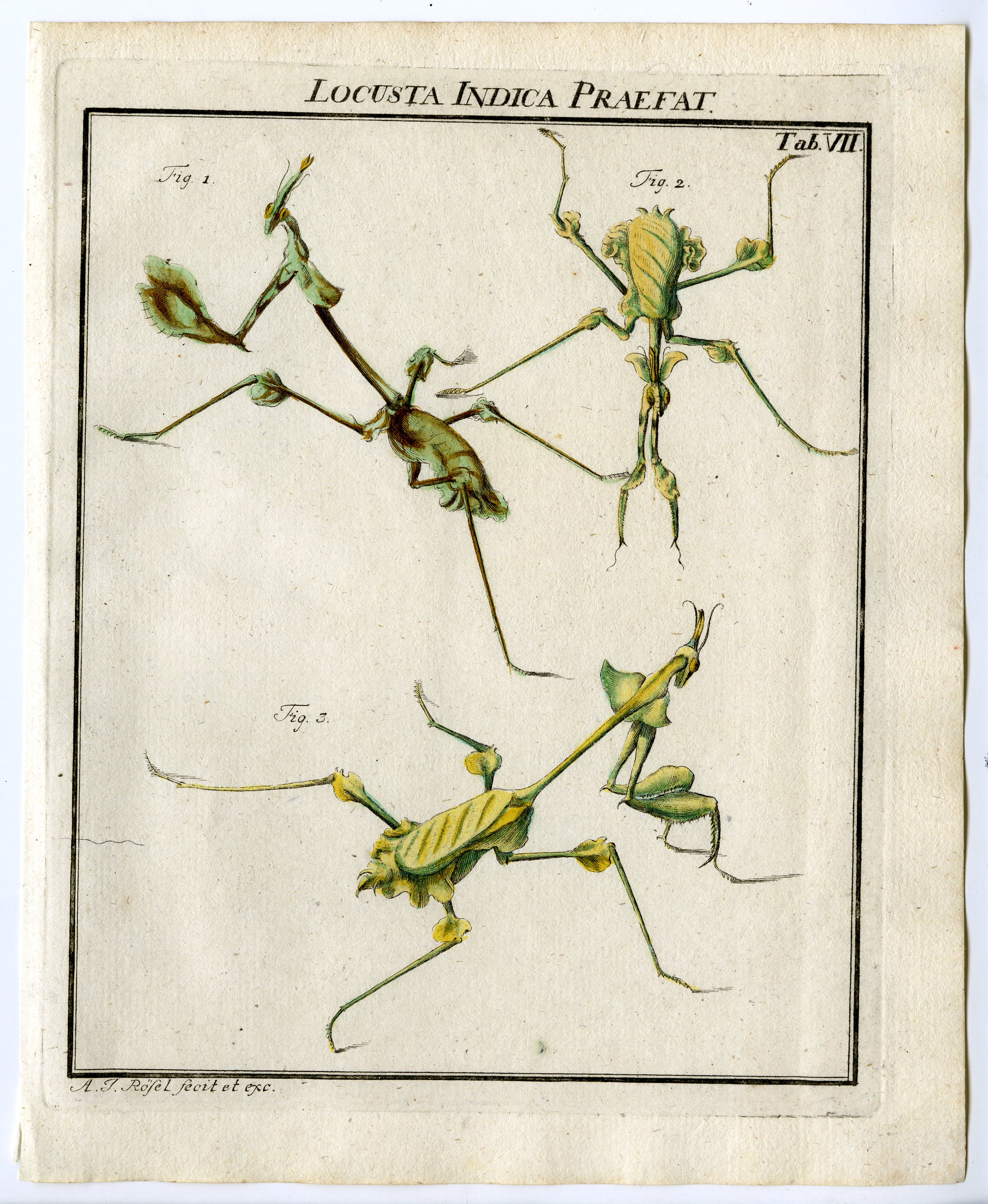 , Antique Print-WALKING LEAF-STICK INSECT-PHASMATODEA-7-Rosel van Rosenhof-1765, Pictura Antique Prints