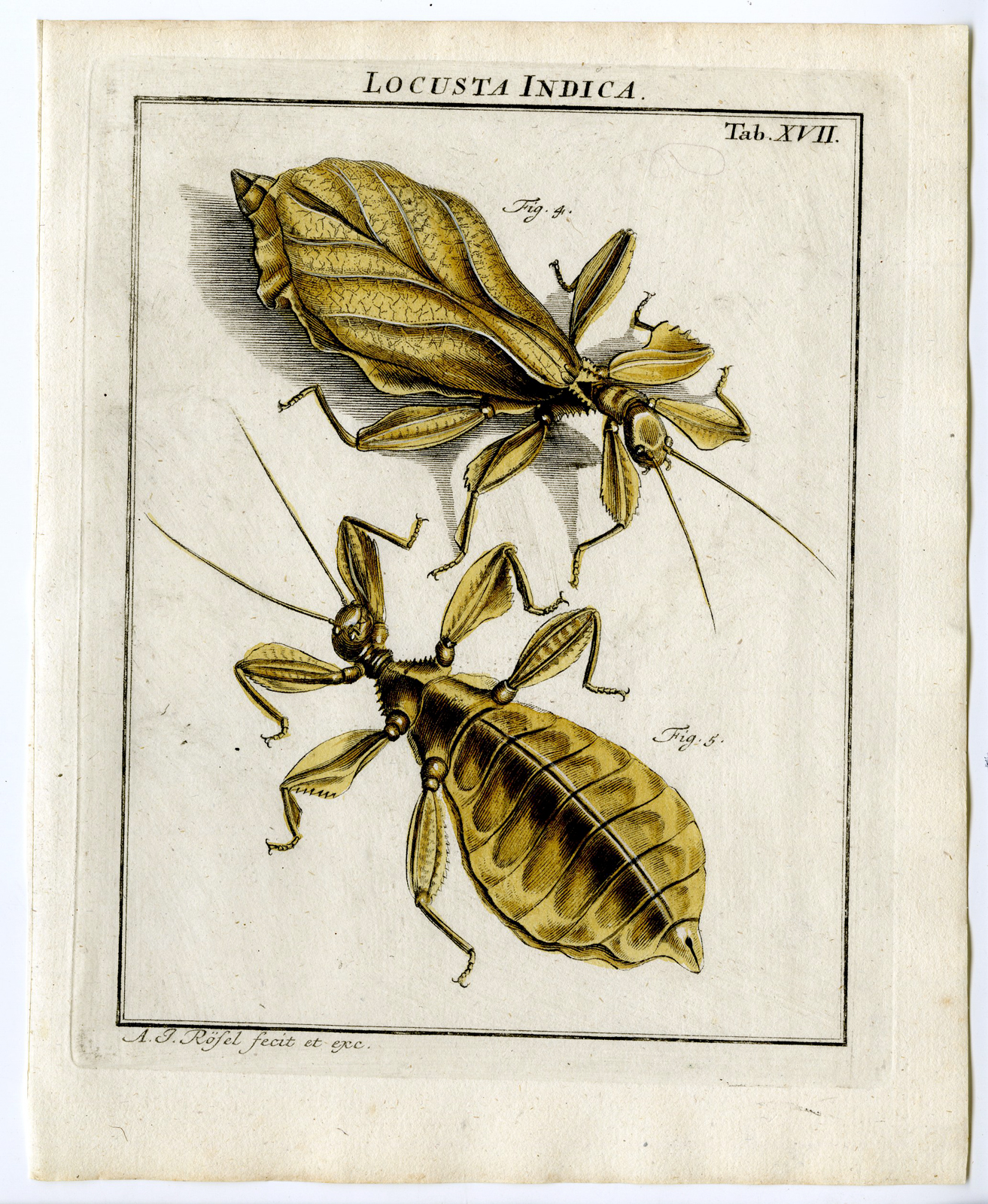 , Antique Print-WALKING LEAF INSECT-TAB: XVII-Rosel von Rosenhof-1765, Pictura Antique Prints