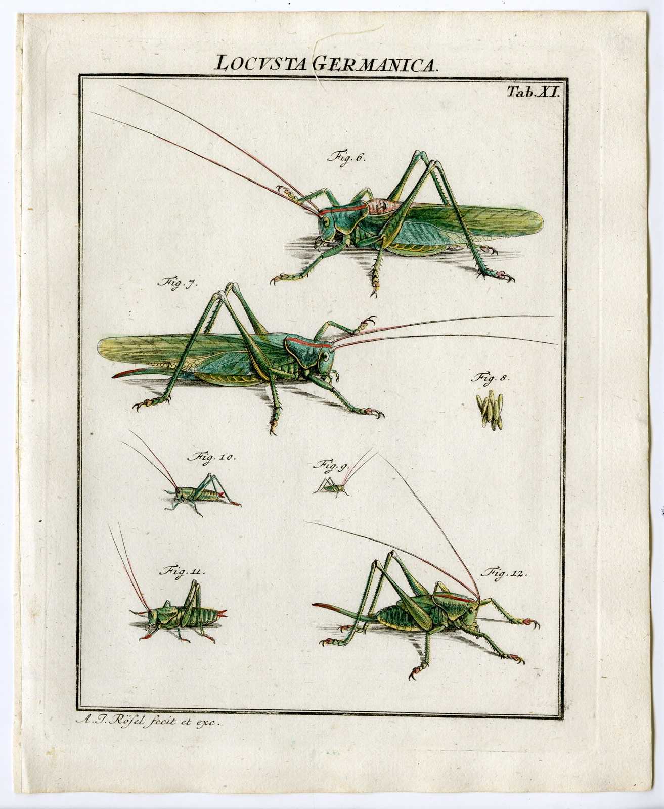 , Antique Print-GRASSHOPPER-TREE DWELLING-DEVELOPMENT-11-Rosel van Rosenhof-1765, Pictura Antique Prints