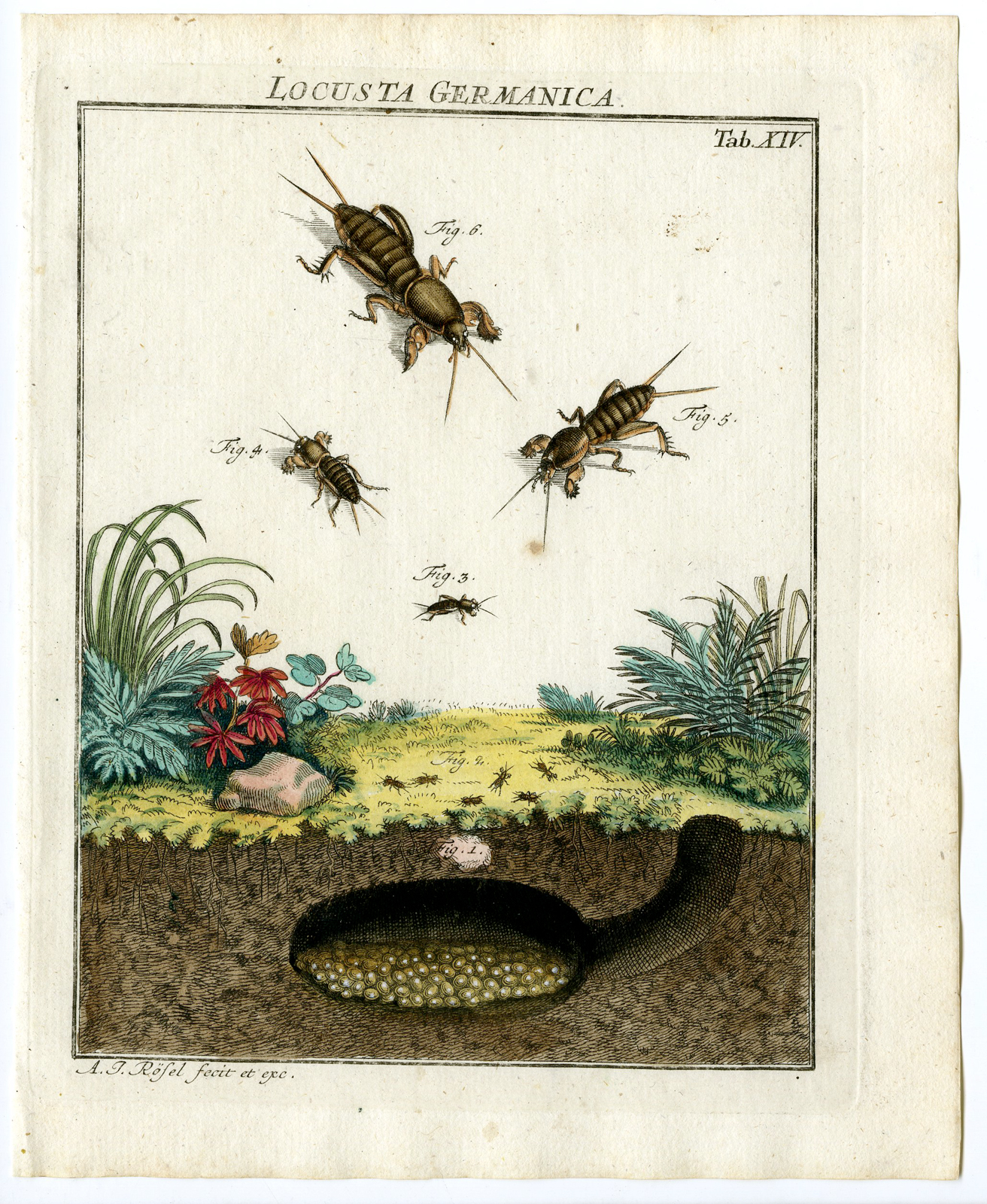 , 2 Antique Prints-WINGED MOLE-FIELD CRICKET-MOLE PAW-TAB: XIV-XV-Rosel von Rosenhof-1765, Pictura Antique Prints