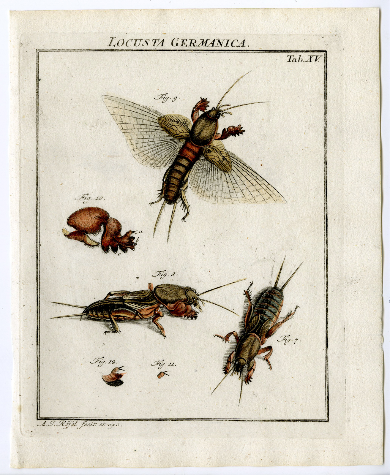, 2 Antique Prints-WINGED MOLE-FIELD CRICKET-MOLE PAW-TAB: XIV-XV-Rosel von Rosenhof-1765, Pictura Antique Prints