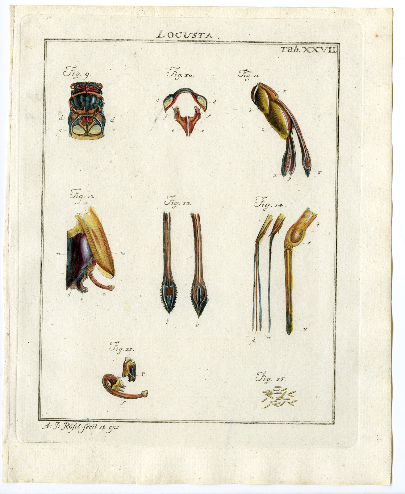 2 Antique Prints-CICADA-EXUVIA-TYMBAL-TAB: XXVI-XXVII-Rosel von Rosenhof-1765 - Image 2