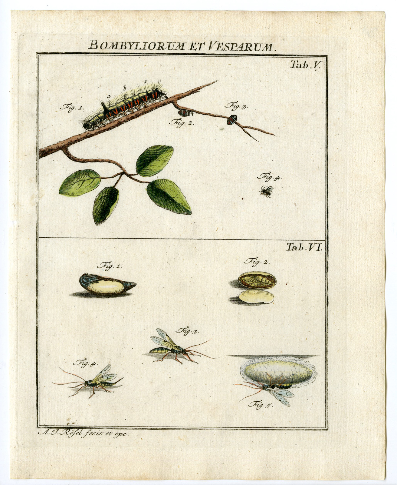 , Antique Print-ICHNEUMONID-PARASITE WASP-INSECT-5/6-Rosel van Rosenhof-1765, Pictura Antique Prints