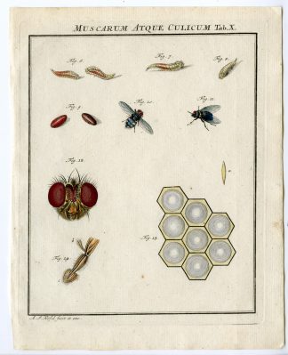 Antique Print-FLY SPECIES-DETAIL-INSECT-TAB: X-Rosel von Rosenhof-1765
