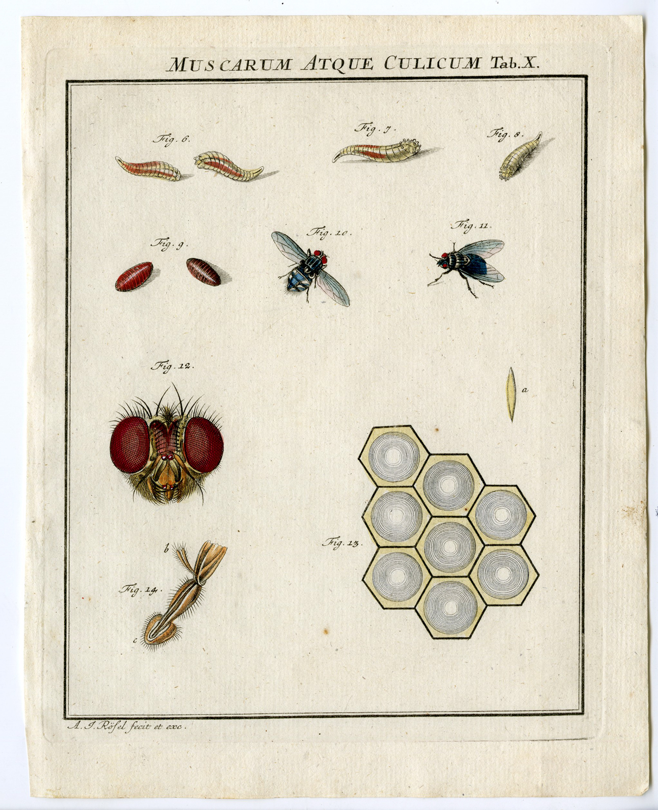 , Antique Print-FLY SPECIES-DETAIL-INSECT-TAB: X-Rosel von Rosenhof-1765, Pictura Antique Prints