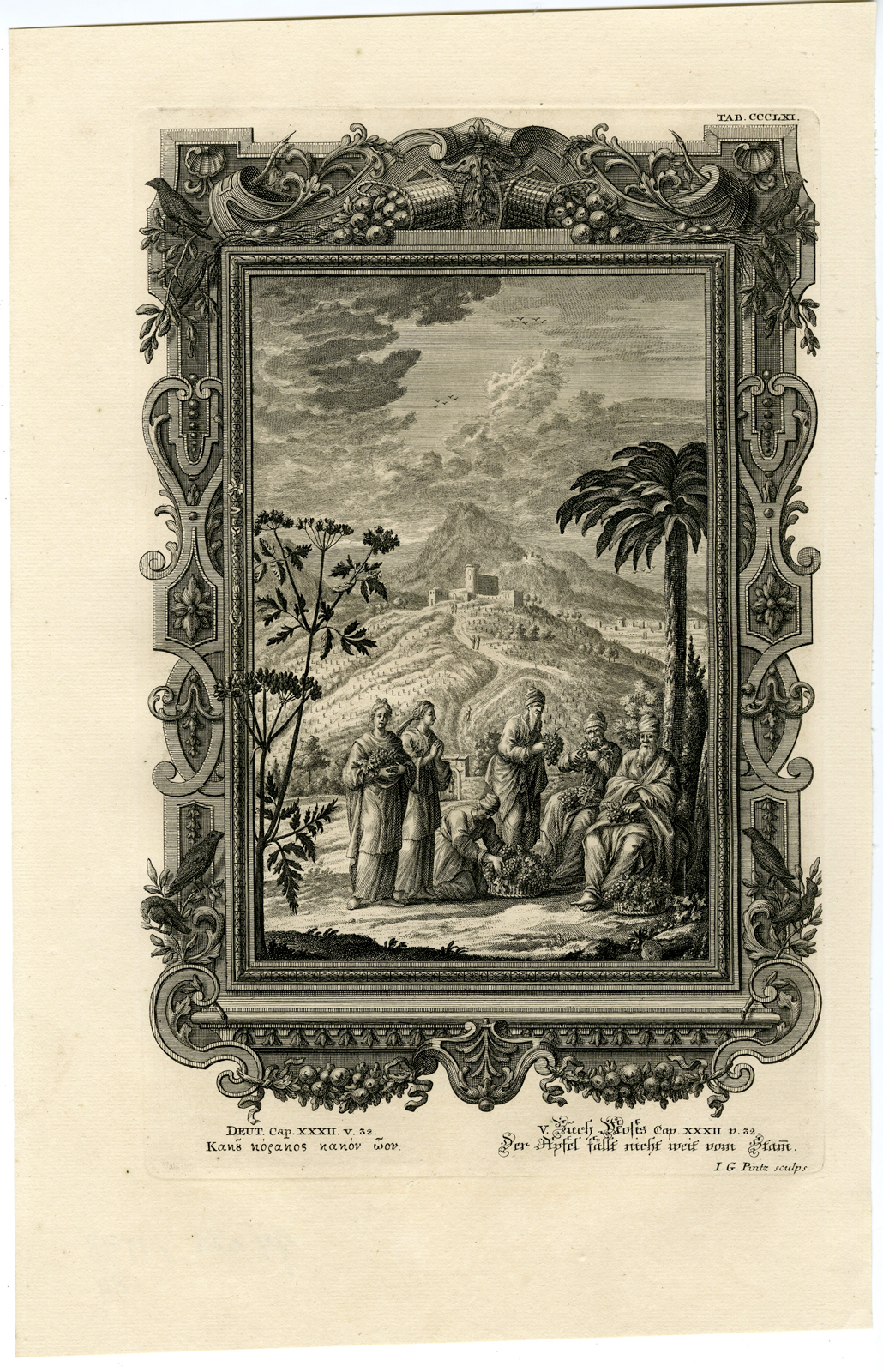 , Antique Print-POISONOUS GRAPES-BITTERNESS-SODOM-TAB.CCCLXI-Scheuchzer-c.1731, Pictura Antique Prints