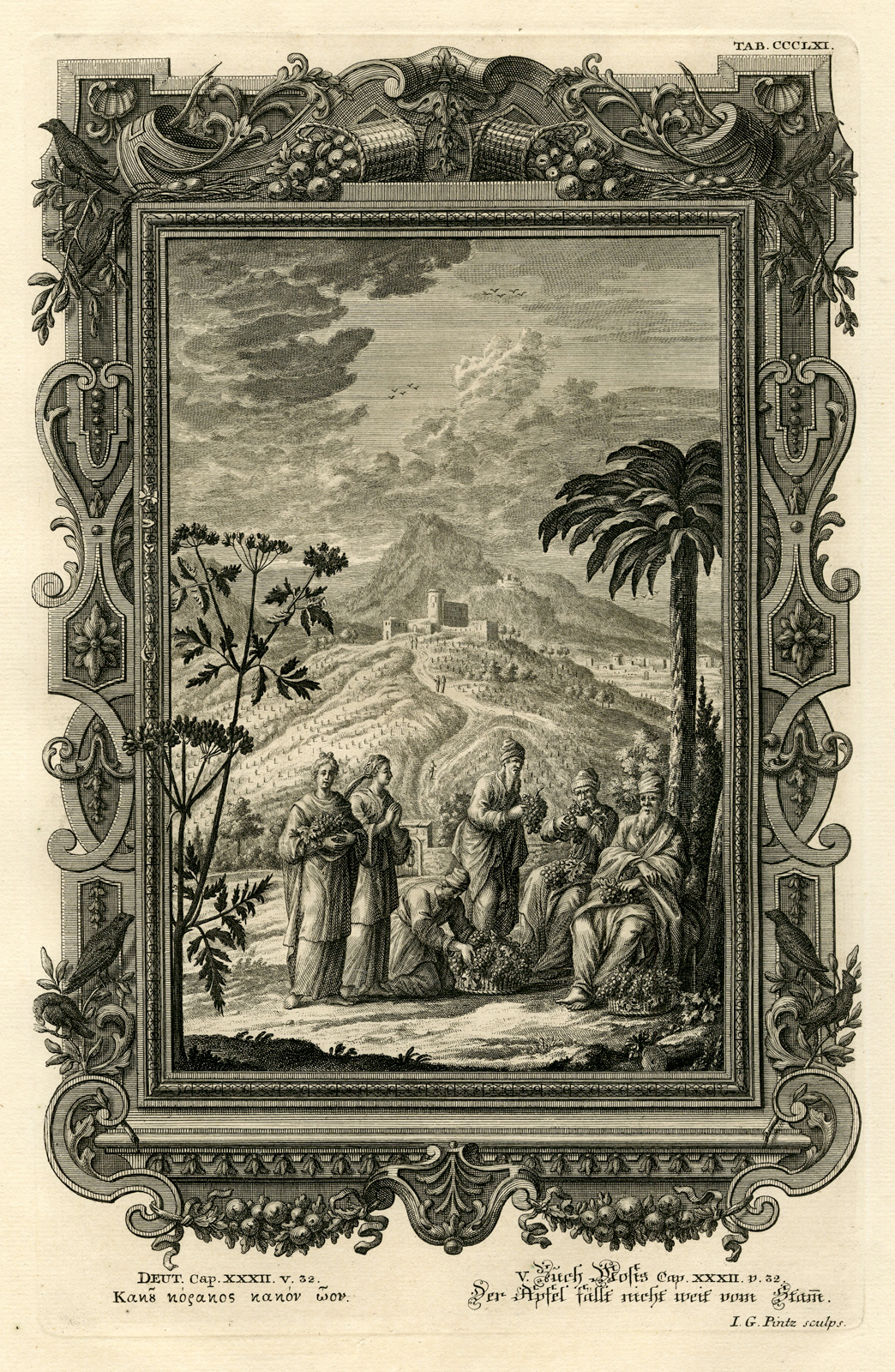 , Antique Print-POISONOUS GRAPES-BITTERNESS-SODOM-TAB.CCCLXI-Scheuchzer-c.1731, Pictura Antique Prints