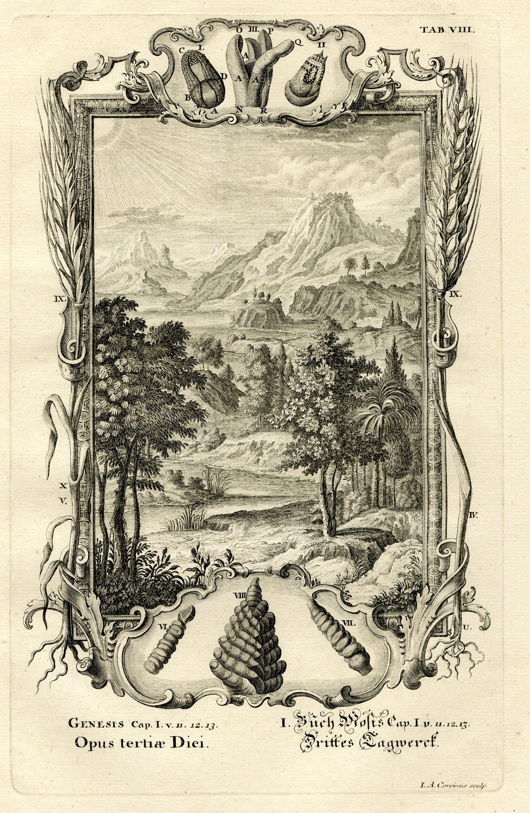 Pcom 11213 416x638 Antique Print-THE THIRD DAY OF CREATION-GENESIS-TREES-TAB.VIII-Scheuchzer-c.1731 - Image 2