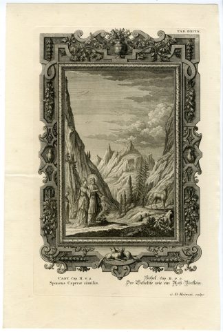 Antique Print-MY BELOVED IS LIKE A YOUNG STAG-TAB.DXCIX-Scheuchzer-c.1731