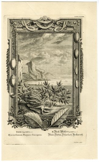 Antique Print-TABERNACLE-OFFERING-PURPLE-BLUE-YARN-TAB.CLXXIII-Scheuchzer-c.1731