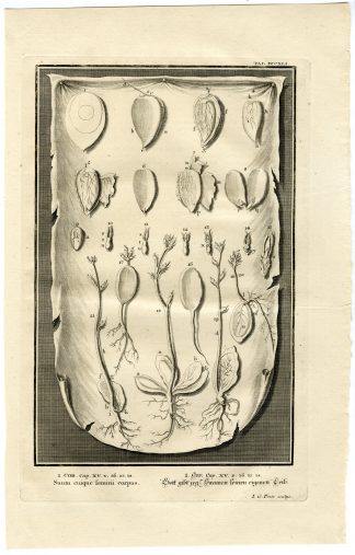 Antique Print-GOD GIVES EVERY SEED A BODY-TAB.DCCXLI-Scheuchzer-c.1731