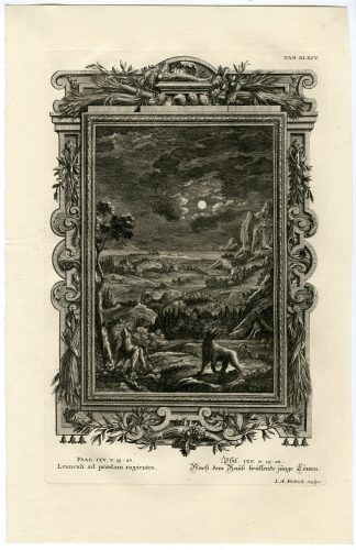 Antique Print-LIONS-ROAR-PREY-PSALMS-TAB.DLXIV-Scheuchzer-c.1731