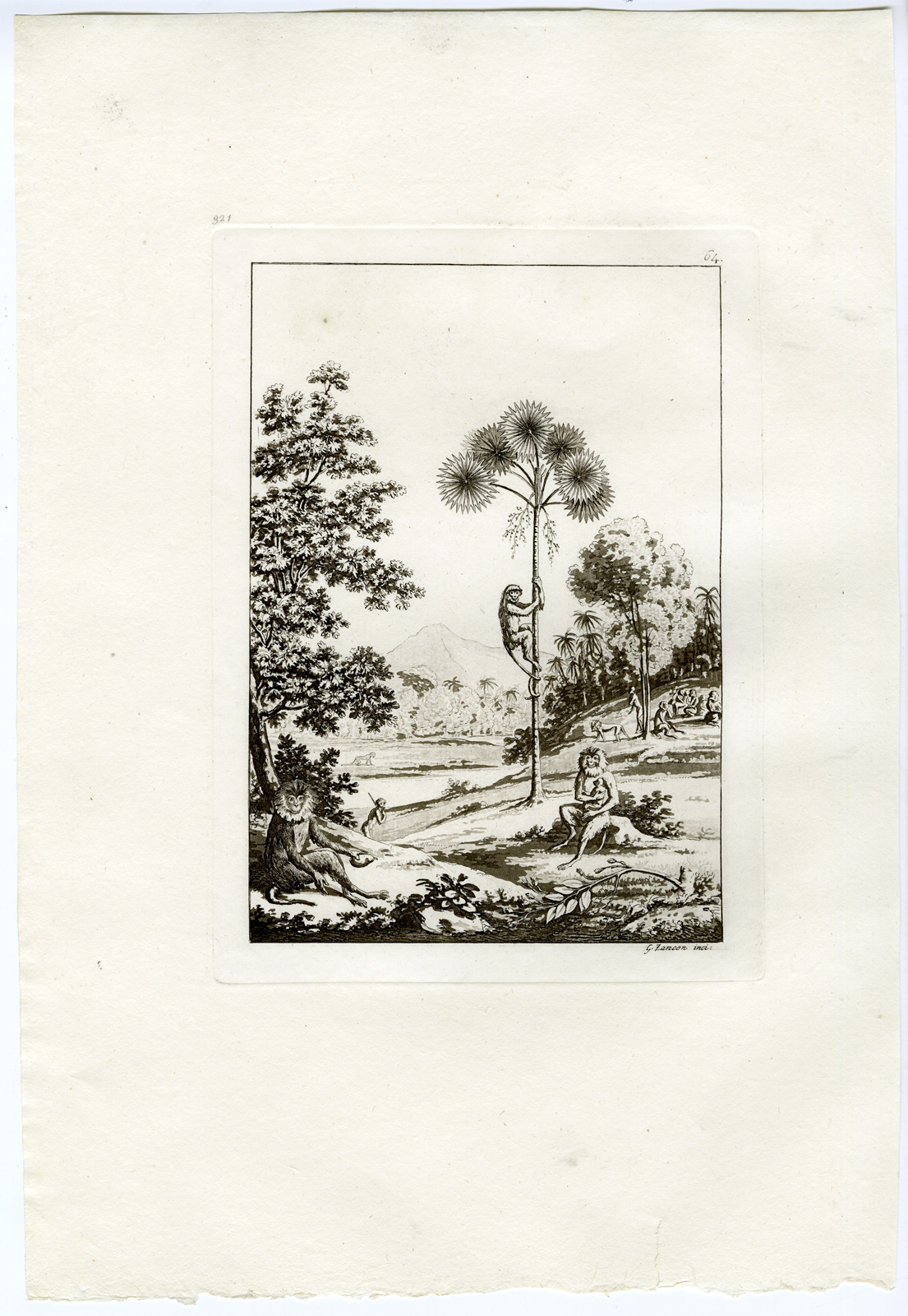 , Antique Print-NATURE-MONKEY-CEYLON-SRI LANKA-PL.LXIV.-Ferrario-Zancon -c.1827, Pictura Antique Prints