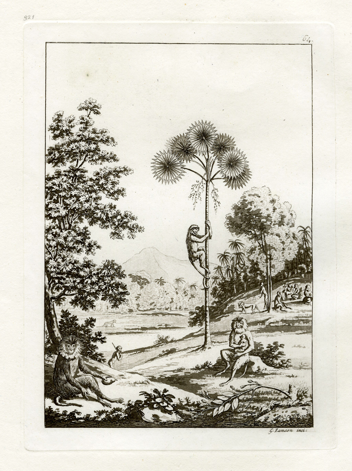, Antique Print-NATURE-MONKEY-CEYLON-SRI LANKA-PL.LXIV.-Ferrario-Zancon -c.1827, Pictura Antique Prints