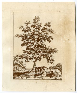 Antique Print-INDIA-TIGER-ANIMALS-PL.II.-Ferrario-Zancon-c.1827