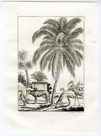 Antique Print-INDIA-ANIMALS-FLORA-PL.III.-Ferrario-Zancon-c.1827