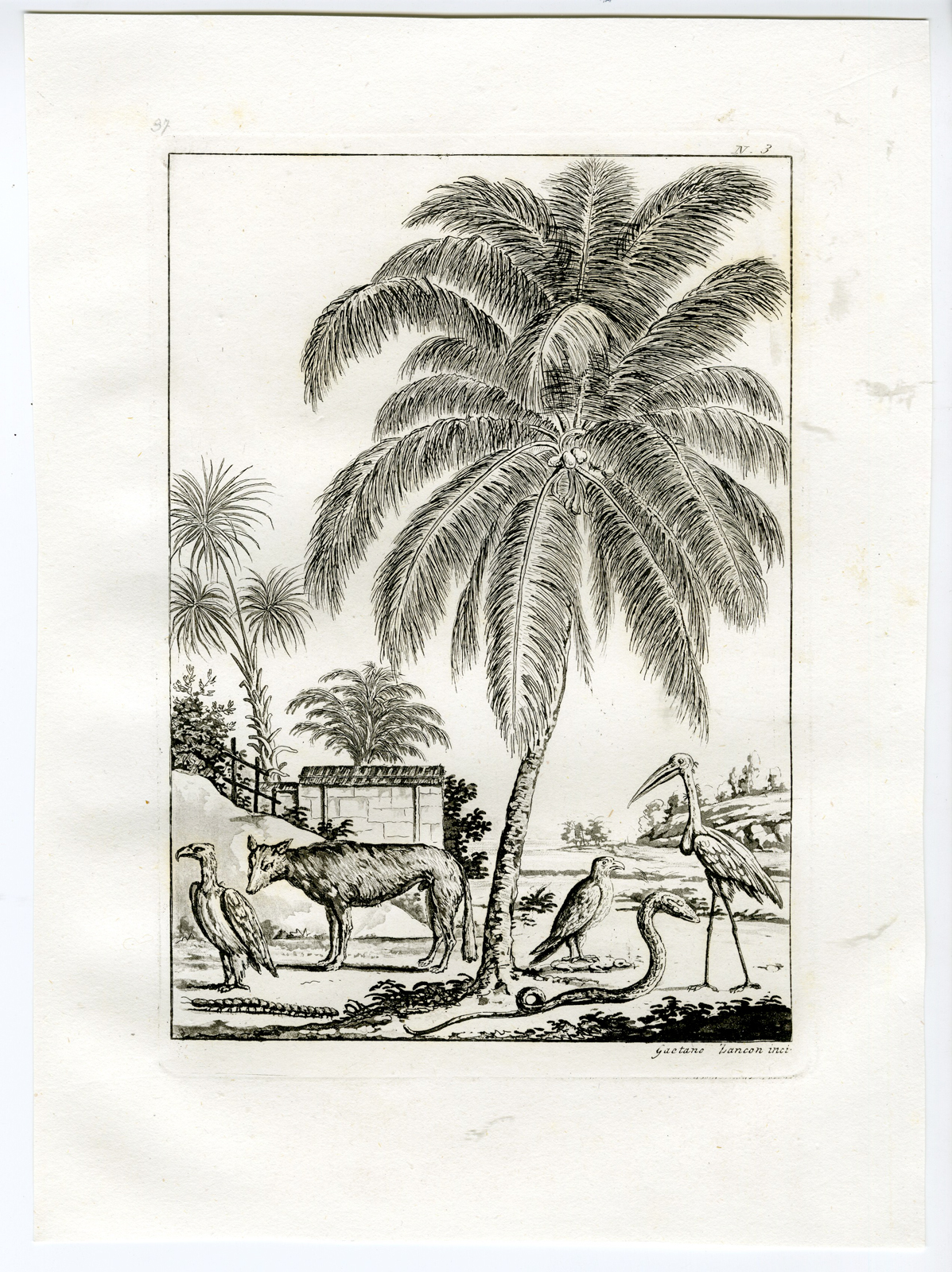 , Antique Print-INDIA-ANIMALS-FLORA-PL.III.-Ferrario-Zancon-c.1827, Pictura Antique Prints