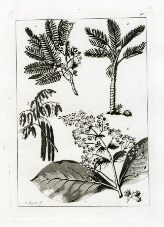 Antique Print-PLANT SPECIES-BURMA-MYANMAR-PL.LXVII.-Ferrario-Bigatti-c.1827
